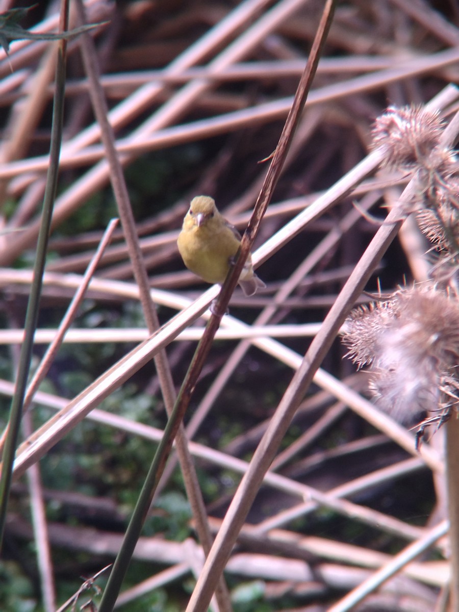 Yellow-bellied Siskin - ML646273892