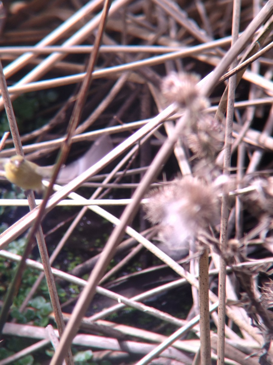 Yellow-bellied Siskin - ML646273893