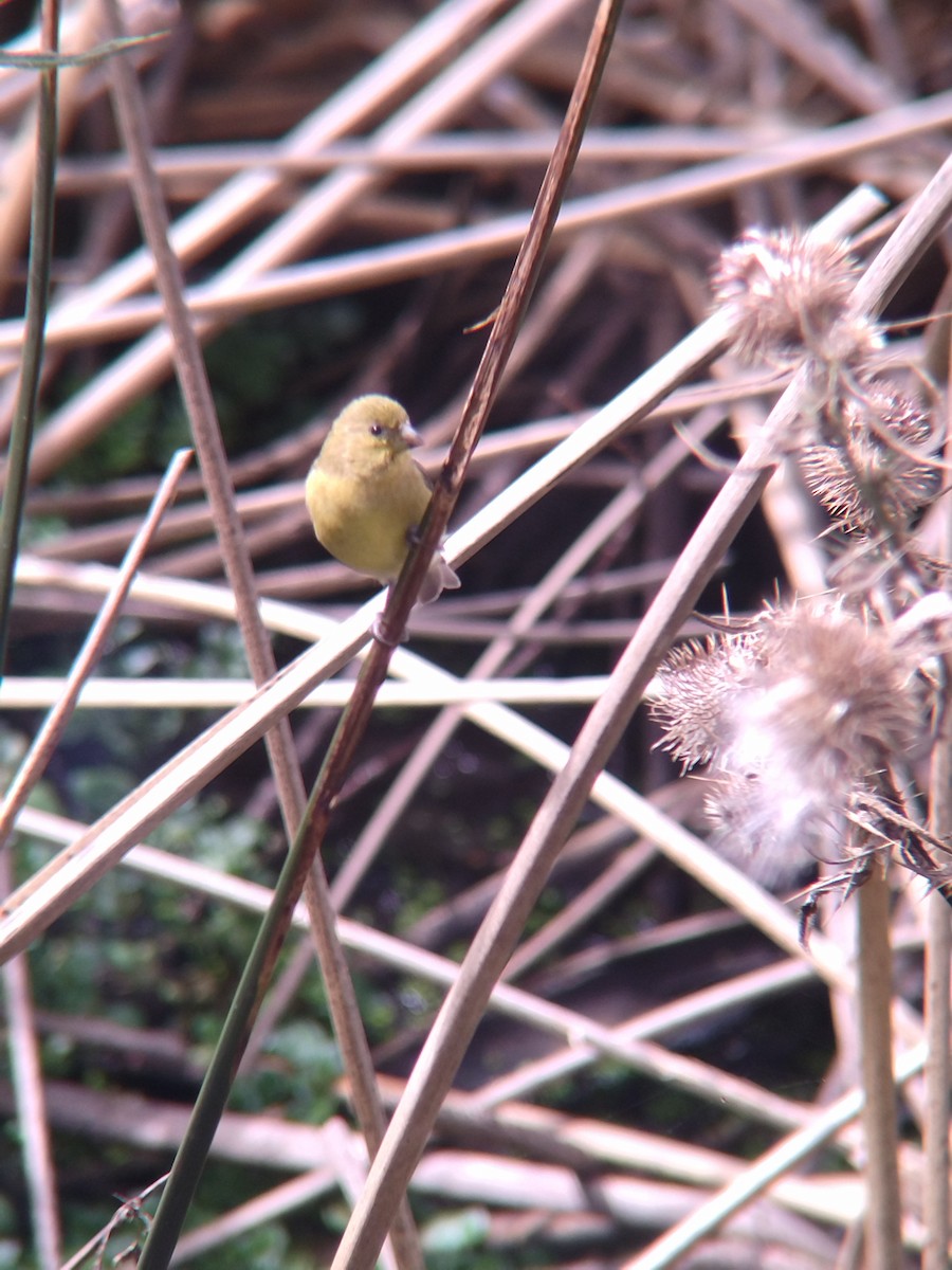 Yellow-bellied Siskin - ML646273894