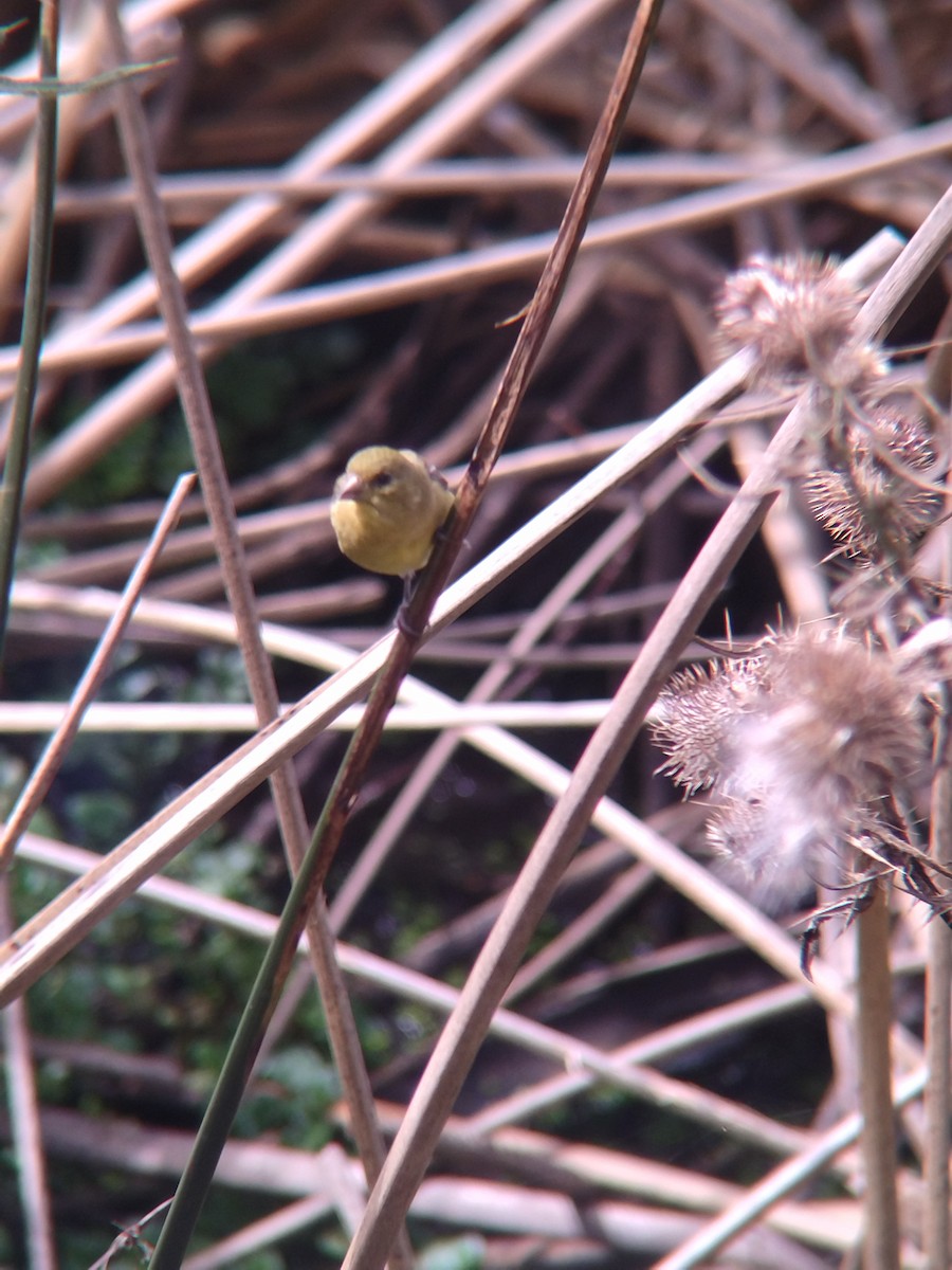 Yellow-bellied Siskin - ML646273895