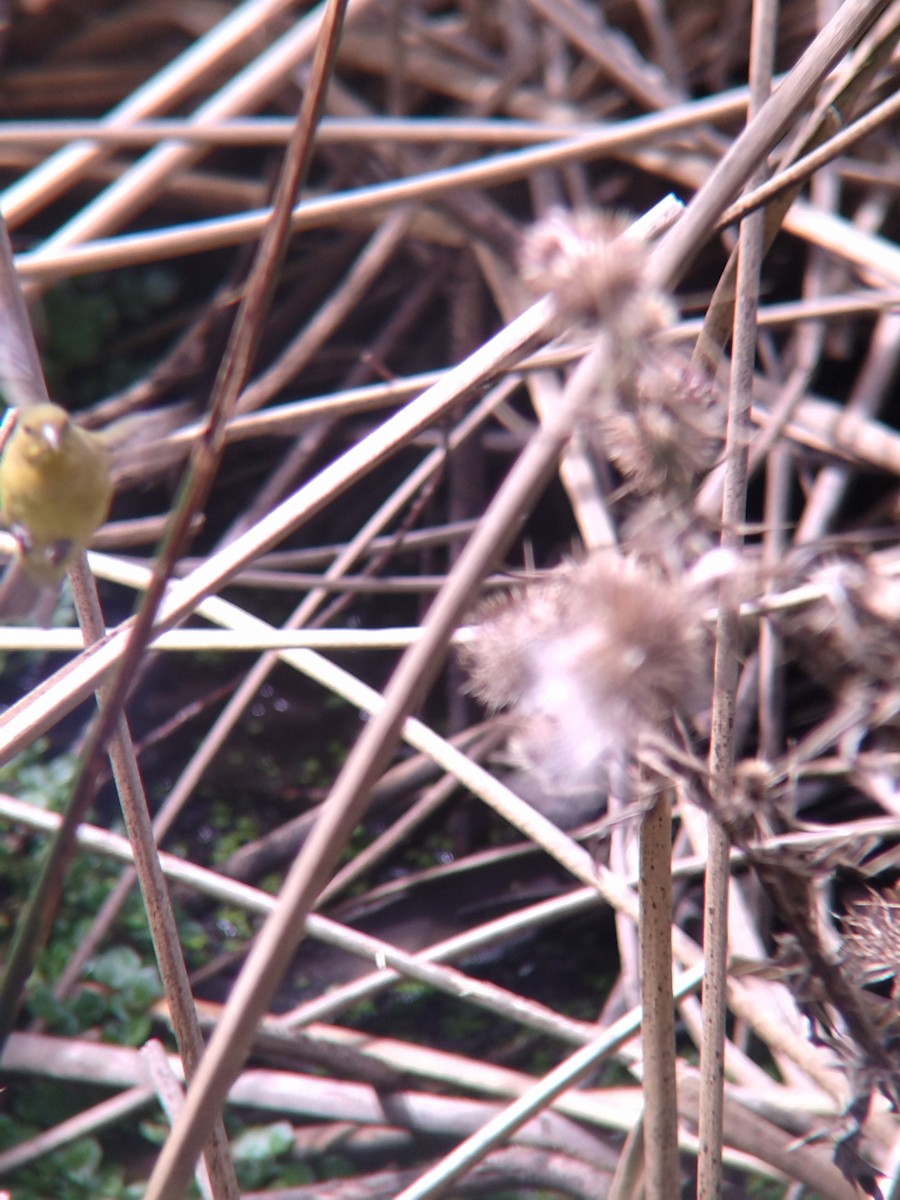 Yellow-bellied Siskin - ML646273896