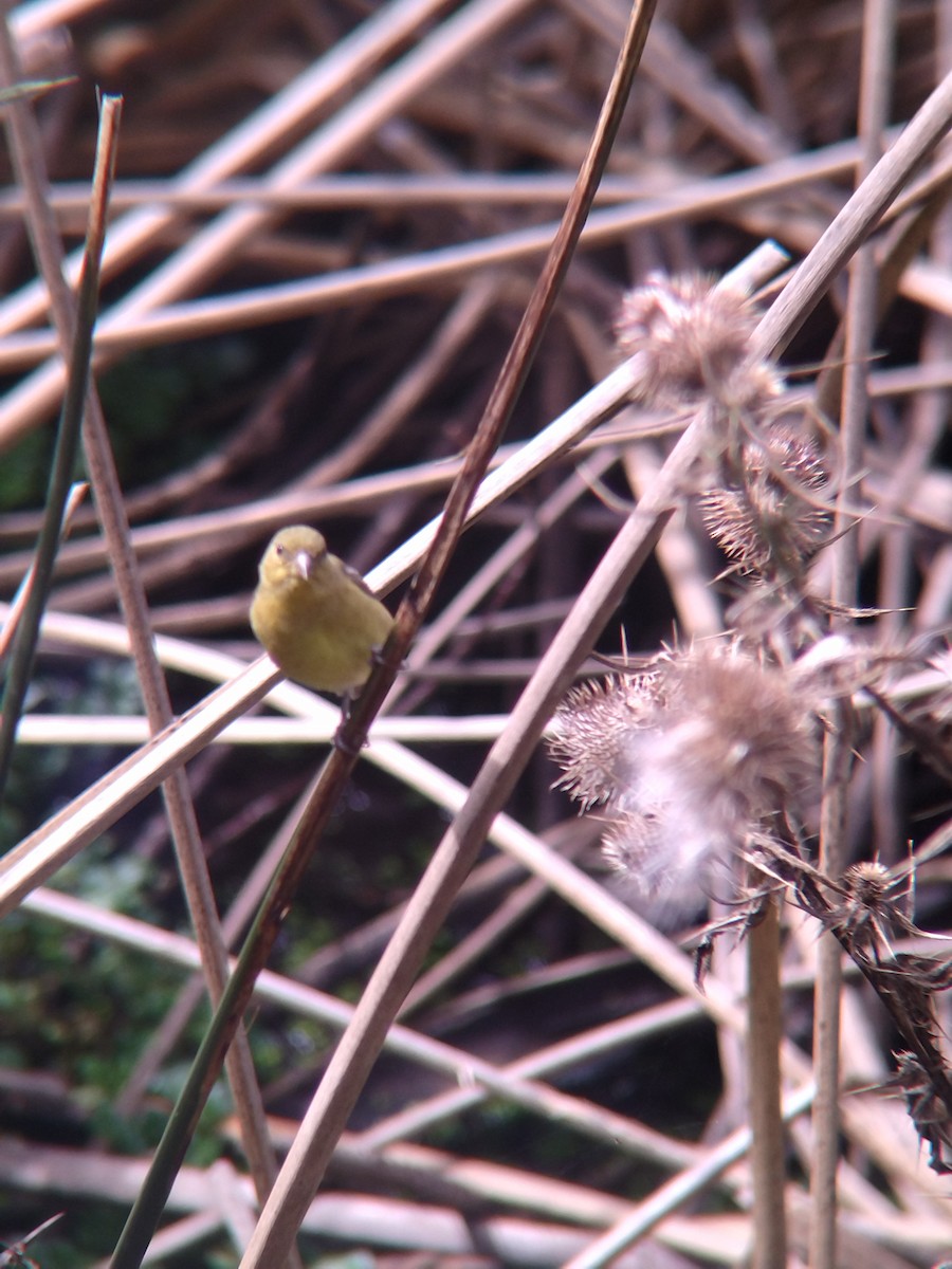 Yellow-bellied Siskin - ML646273897