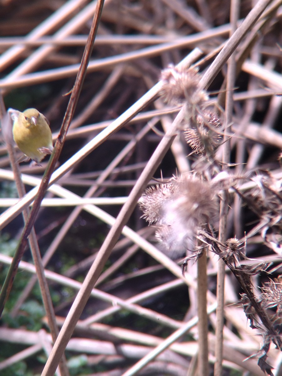 Yellow-bellied Siskin - ML646273898