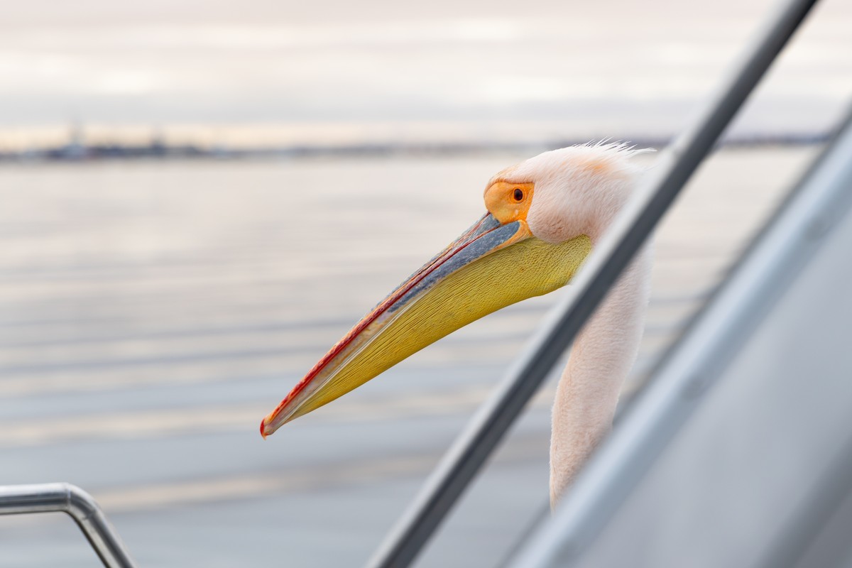 שקנאי מצוי - ML646273899