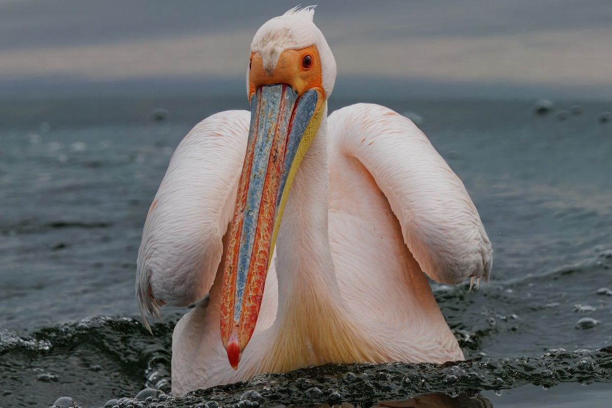 שקנאי מצוי - ML646273900