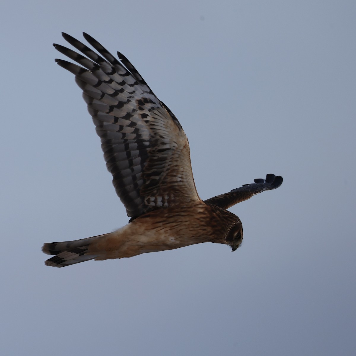 Hudsonweihe - ML646273903