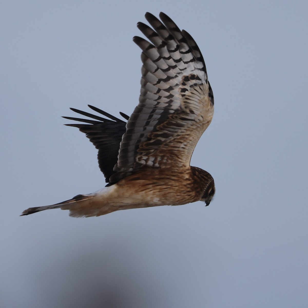 Hudsonweihe - ML646273904