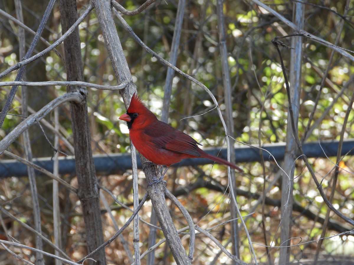 Northern Cardinal - ML646273905