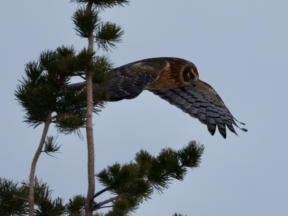 Hudsonweihe - ML646273906