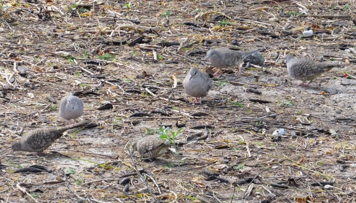 Inca Dove - ML646273907