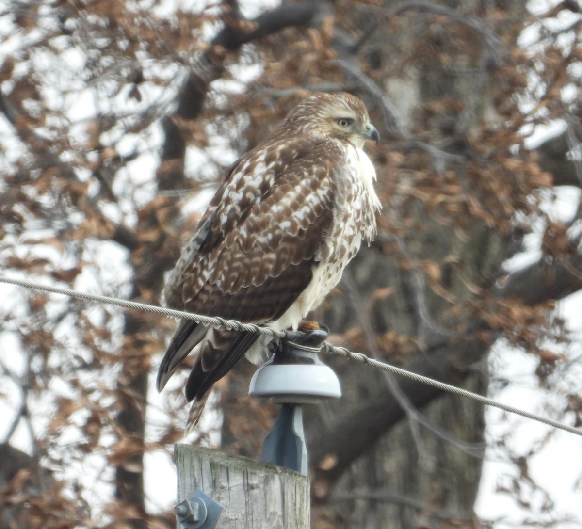 Red-tailed Hawk (borealis) - ML646273908