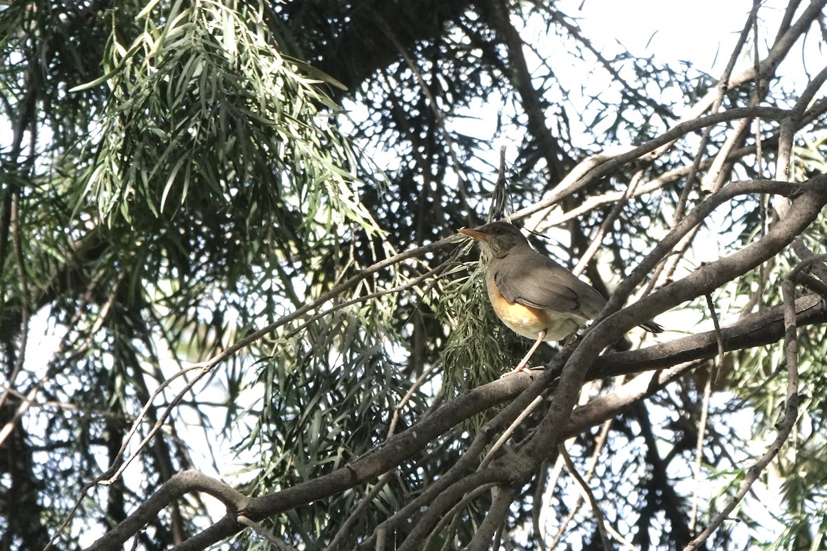 Abyssinian Thrush - ML646273911