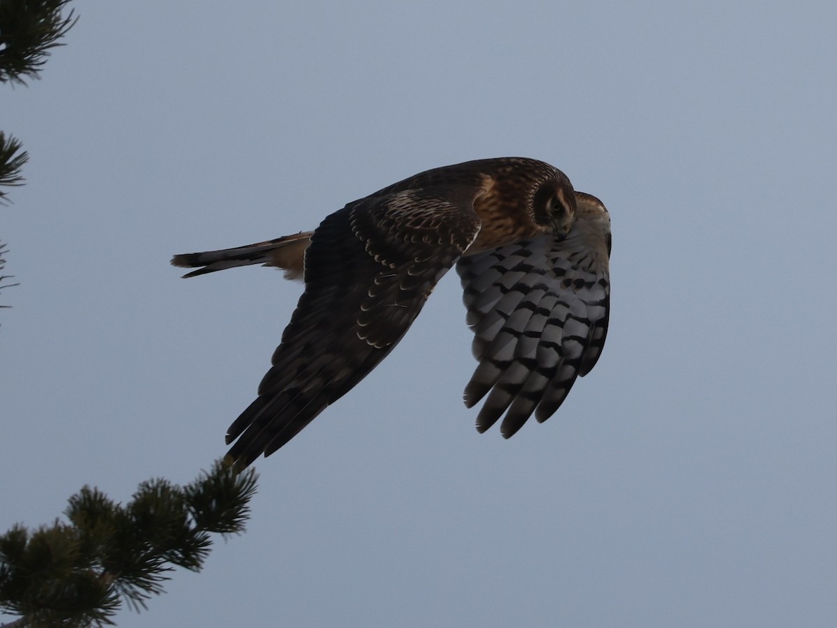 Hudsonweihe - ML646273912