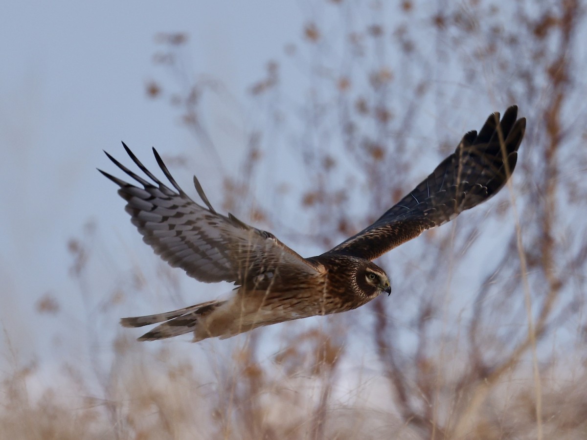 Hudsonweihe - ML646273914