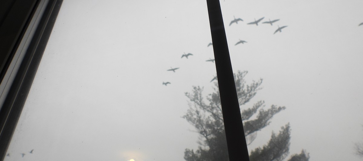 Canada Goose - ML646273915