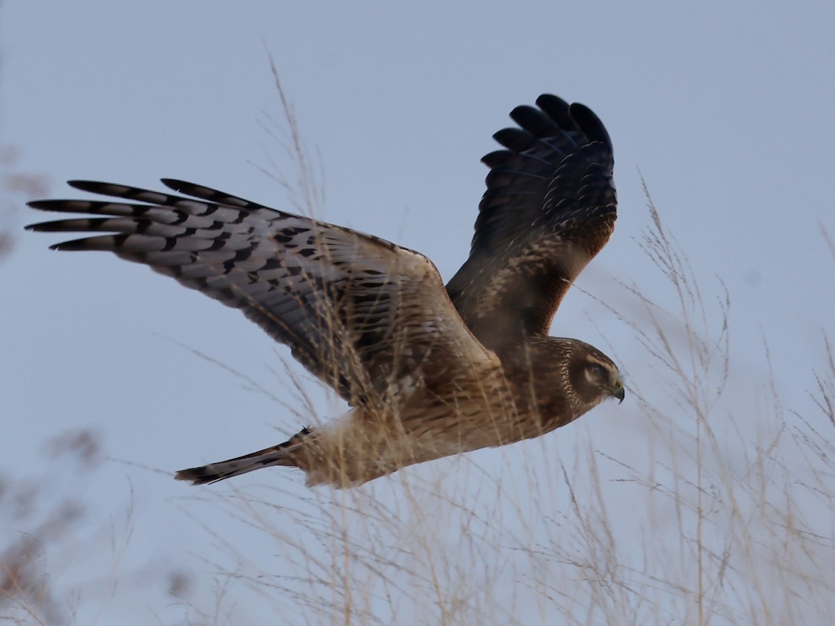 Hudsonweihe - ML646273917