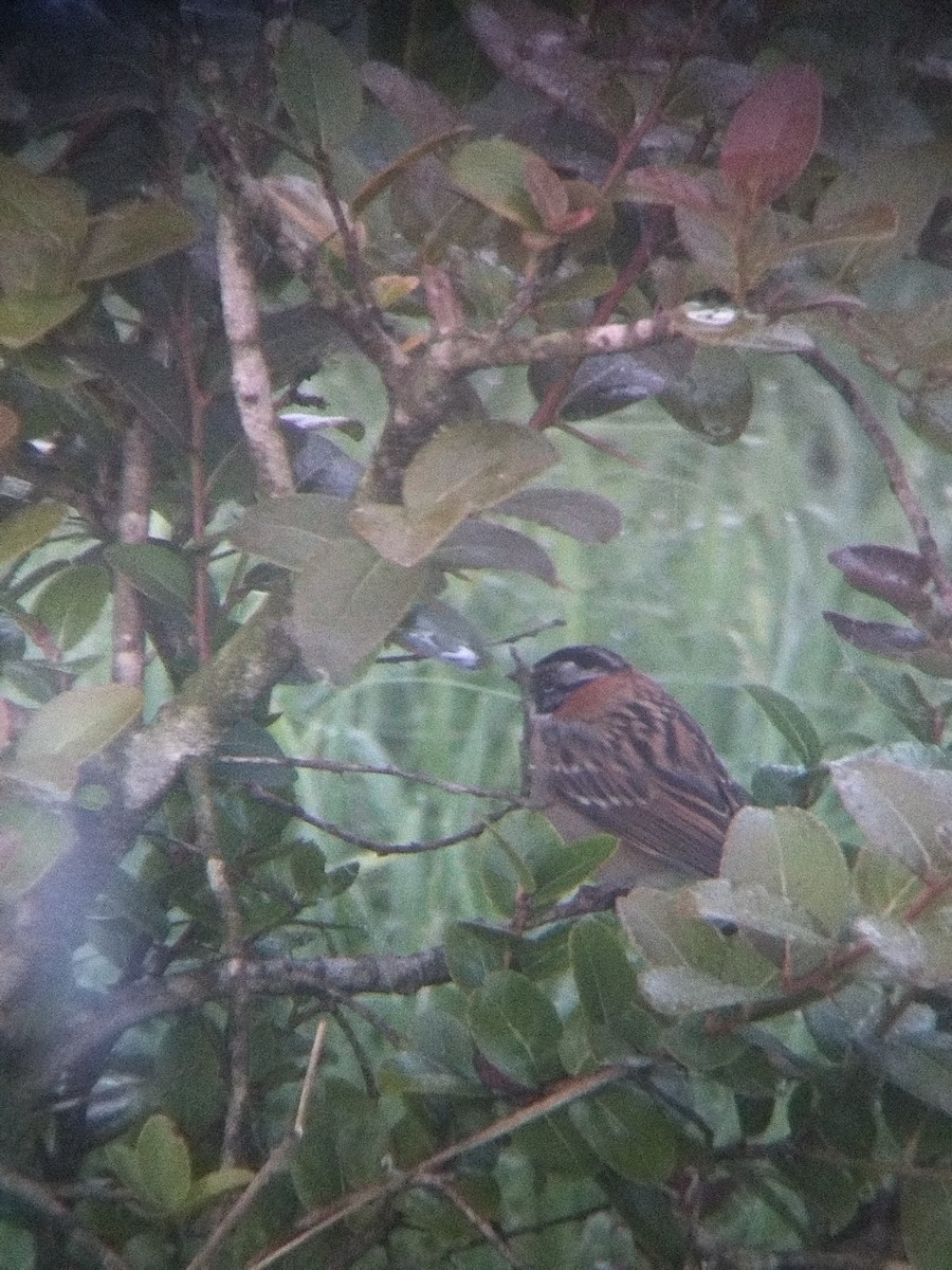 Rufous-collared Sparrow - ML646273918