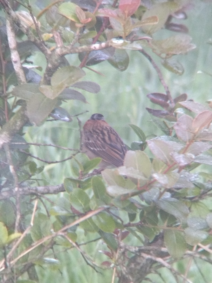 Rufous-collared Sparrow - ML646273919