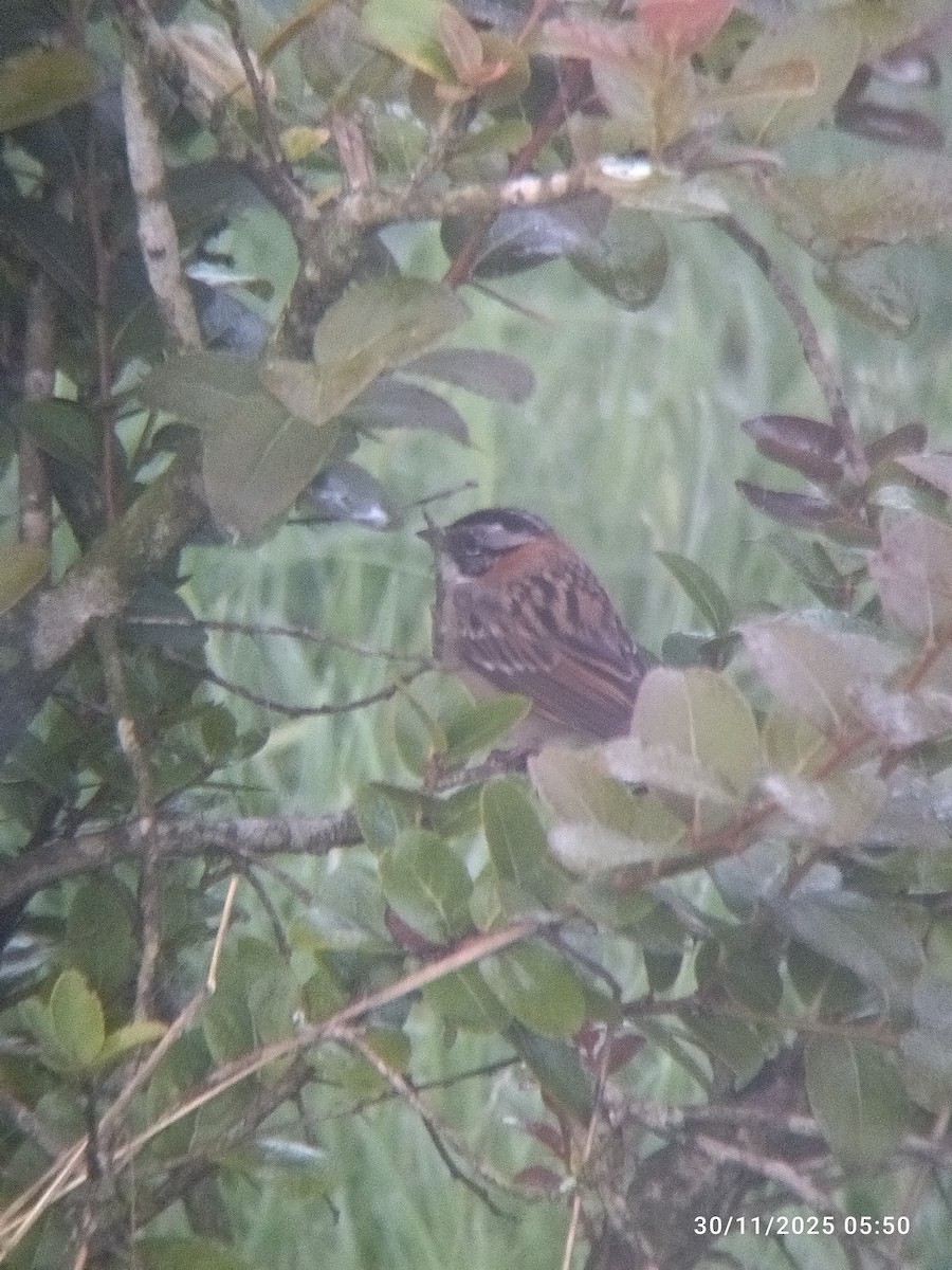 Rufous-collared Sparrow - ML646273920