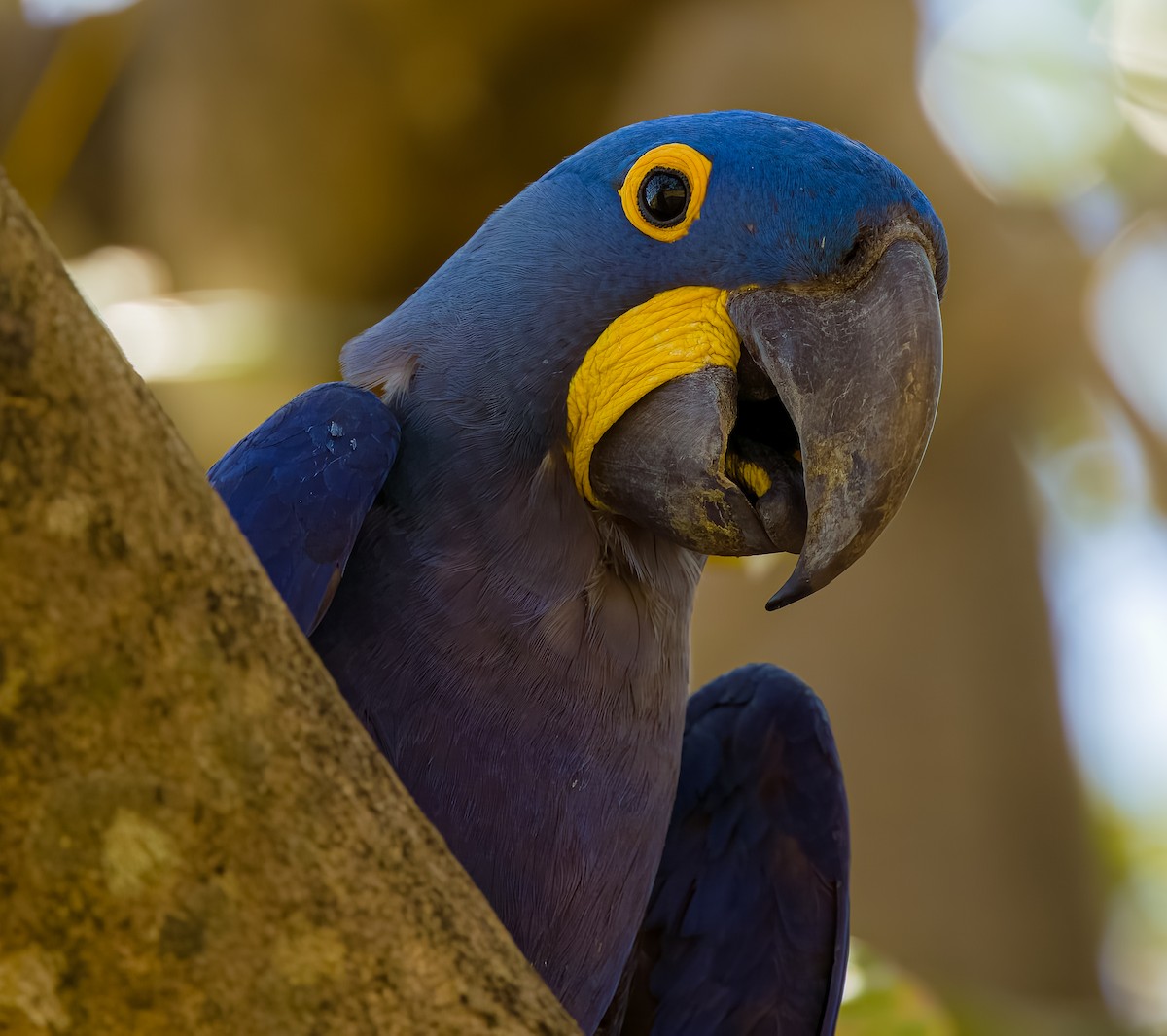 Hyacinth Macaw - ML646273924