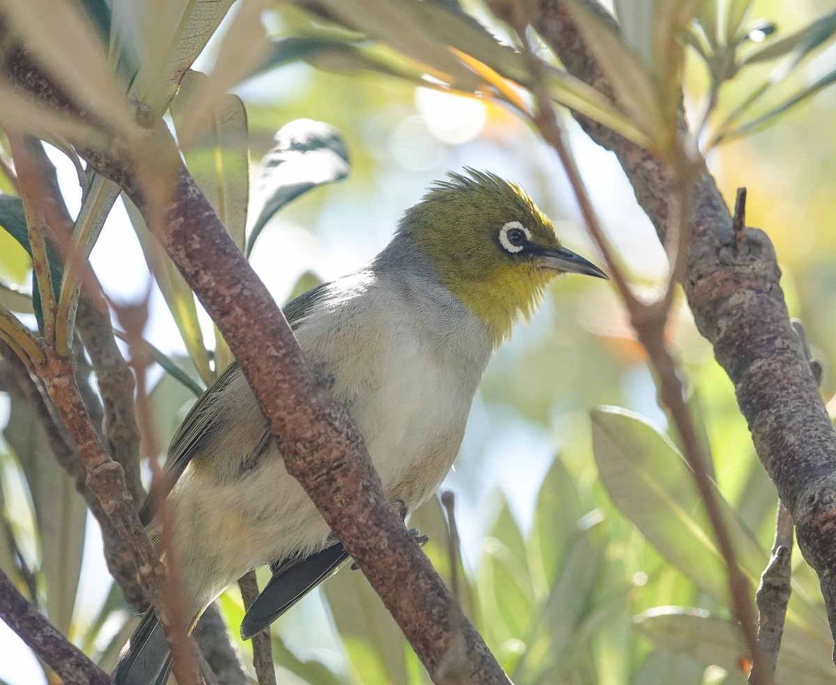 Silvereye - ML646273926