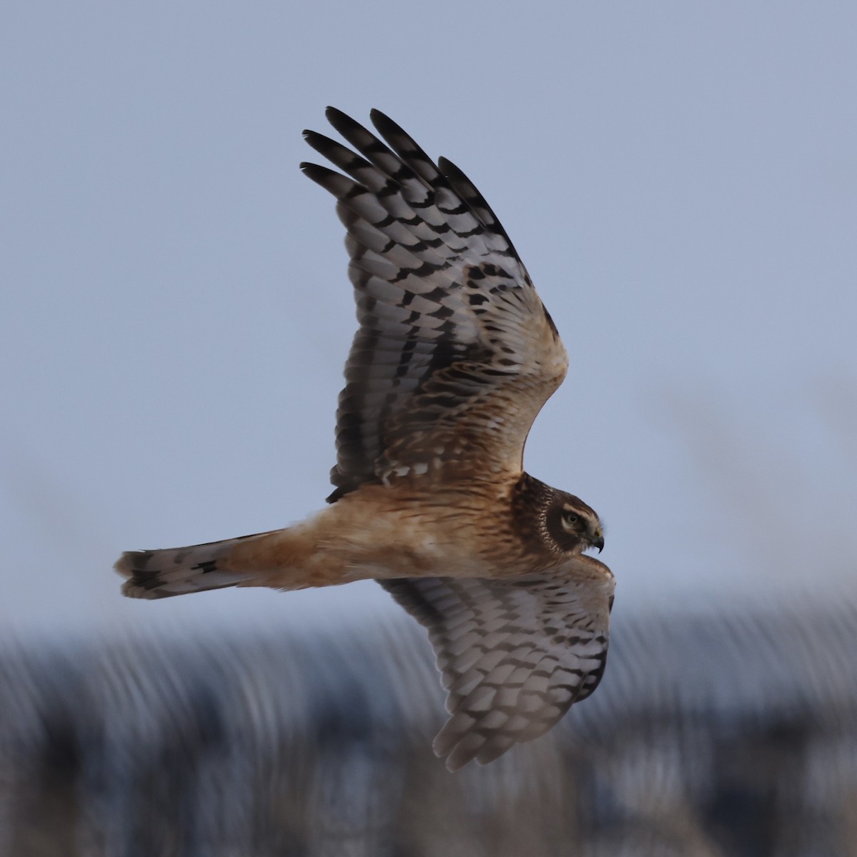 Hudsonweihe - ML646273927