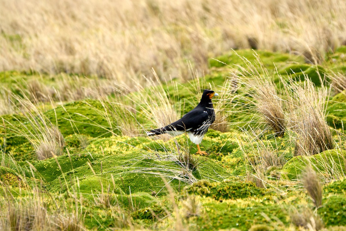 Carunculated Caracara - ML646273928