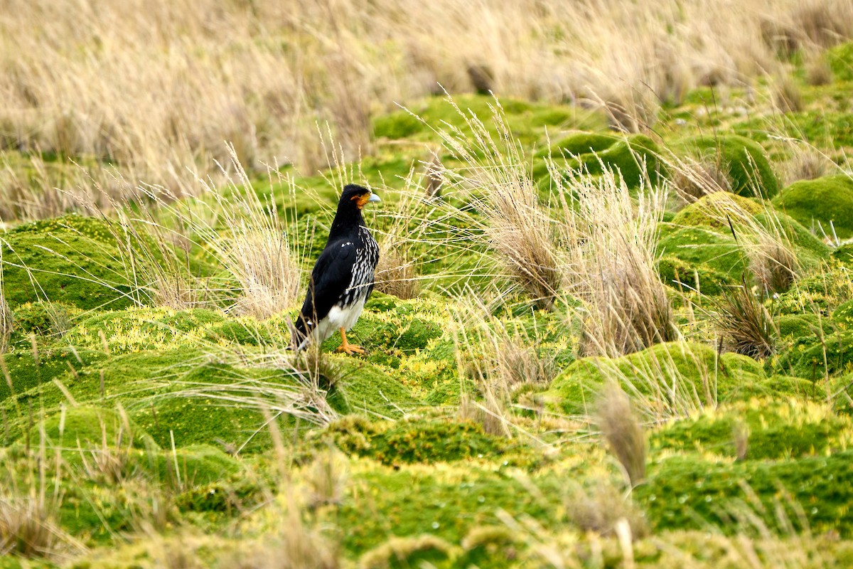 Carunculated Caracara - ML646273929