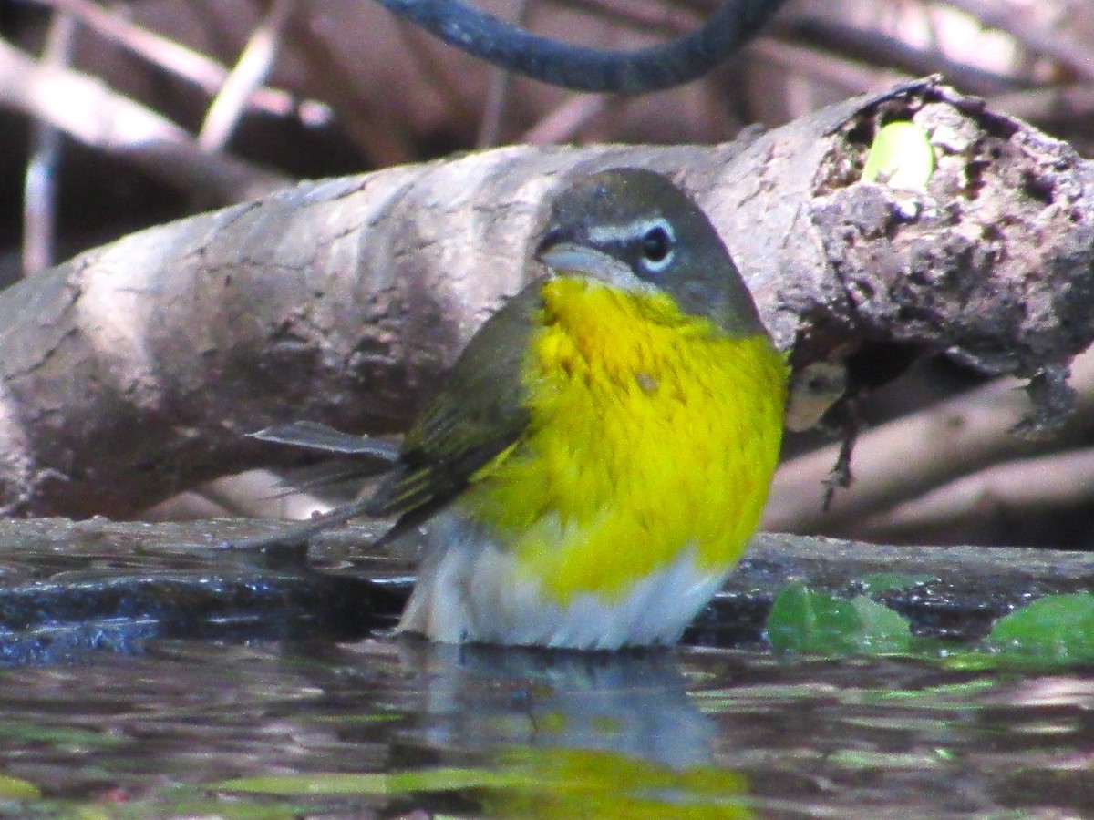 Yellow-breasted Chat - ML646273930