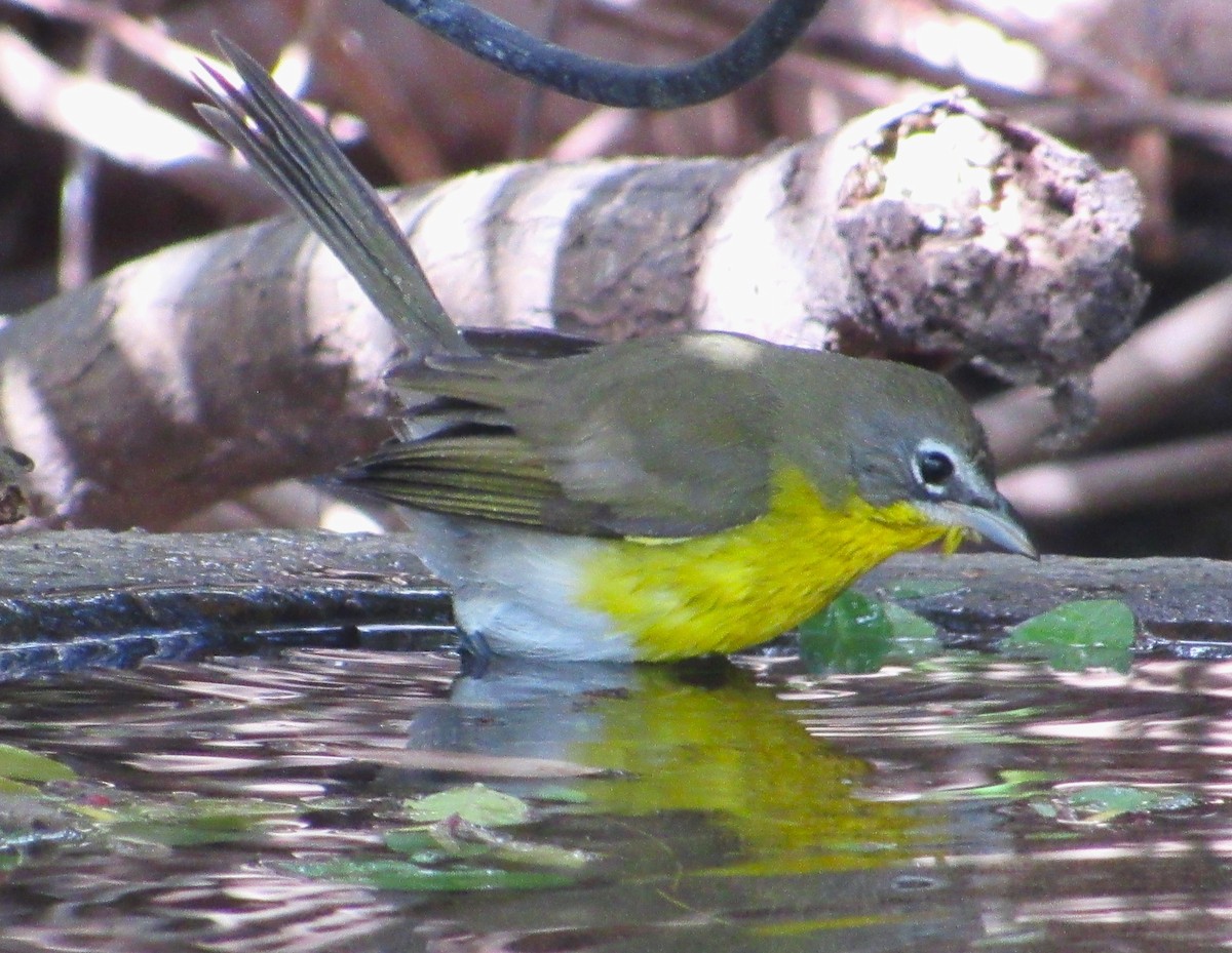 Yellow-breasted Chat - ML646273933
