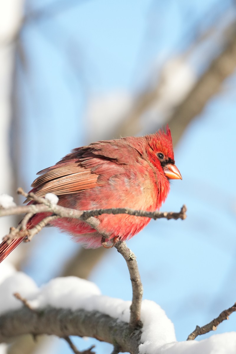 Cardinal rouge - ML646273934