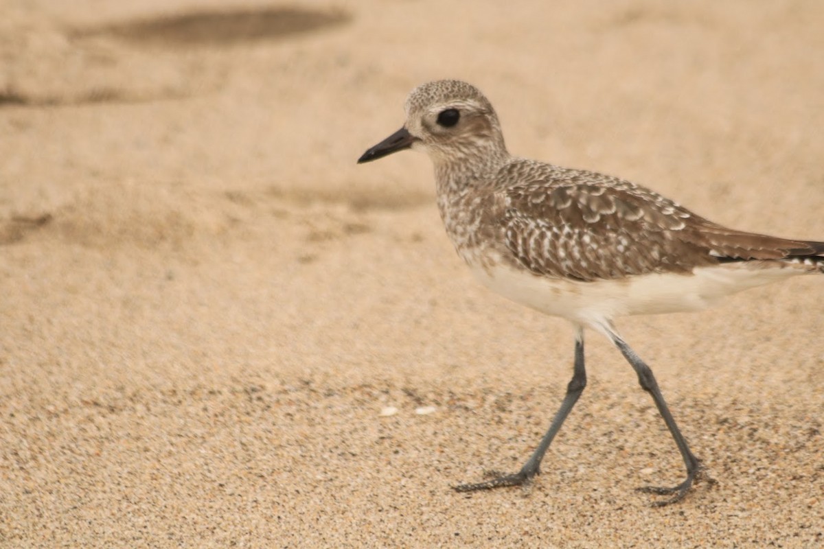 Black-bellied Plover - ML646273935
