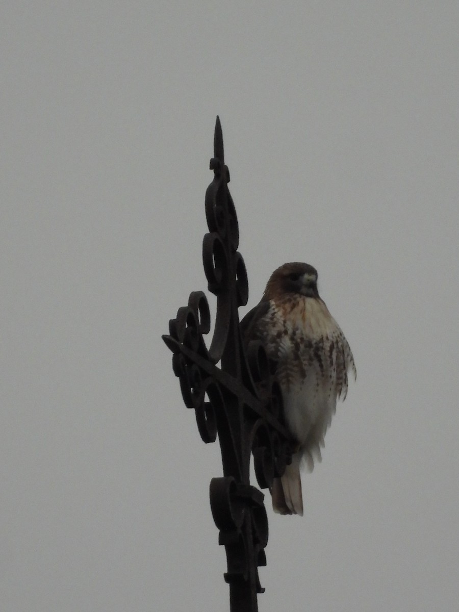 Buse à queue rousse - ML646273937