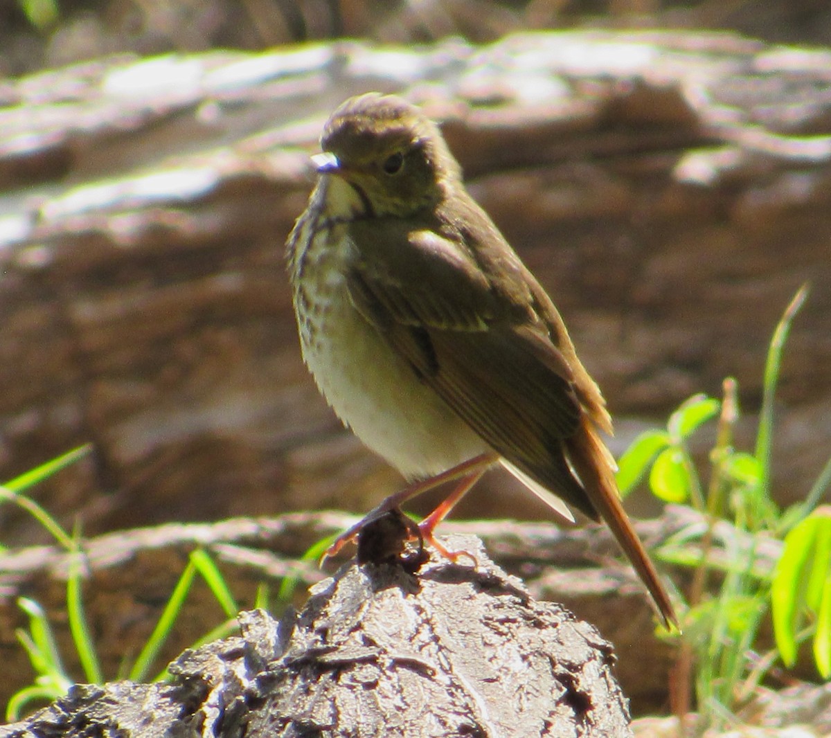 Hermit Thrush - ML646273938