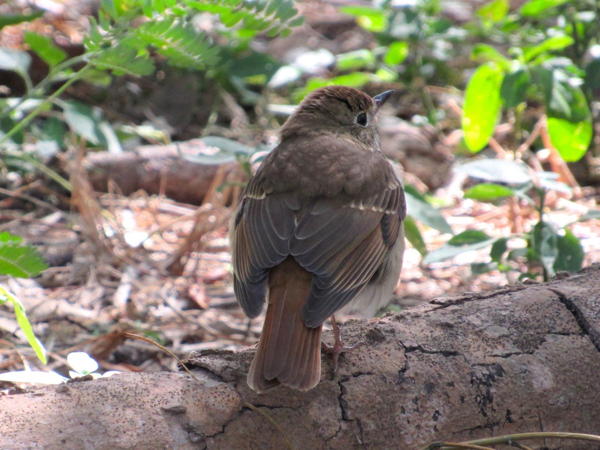 Hermit Thrush - ML646273940