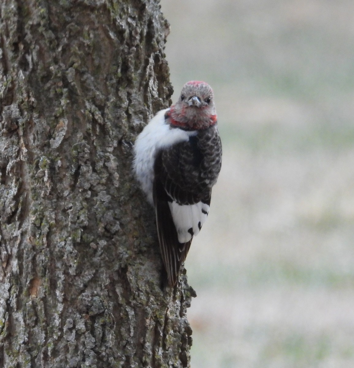 Red-headed Woodpecker - ML646273941