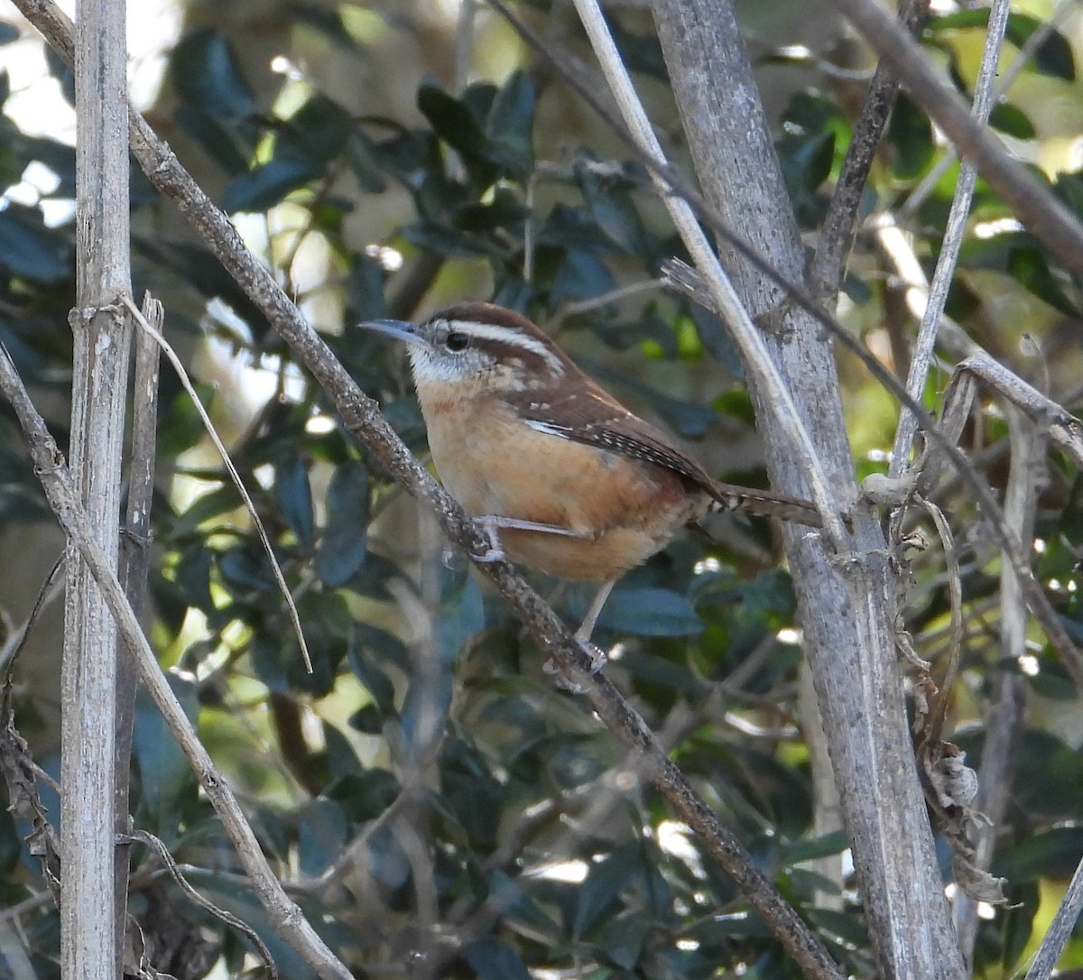 Carolina Wren - ML646273943
