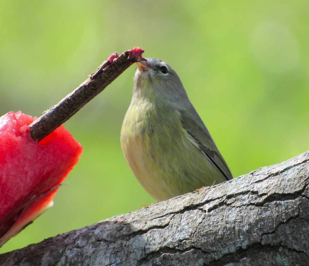 Orange-crowned Warbler (Gray-headed) - ML646273949