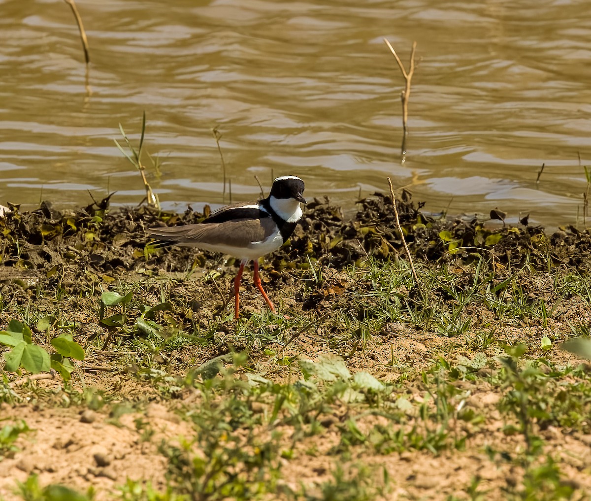 Pied Plover - ML646273950