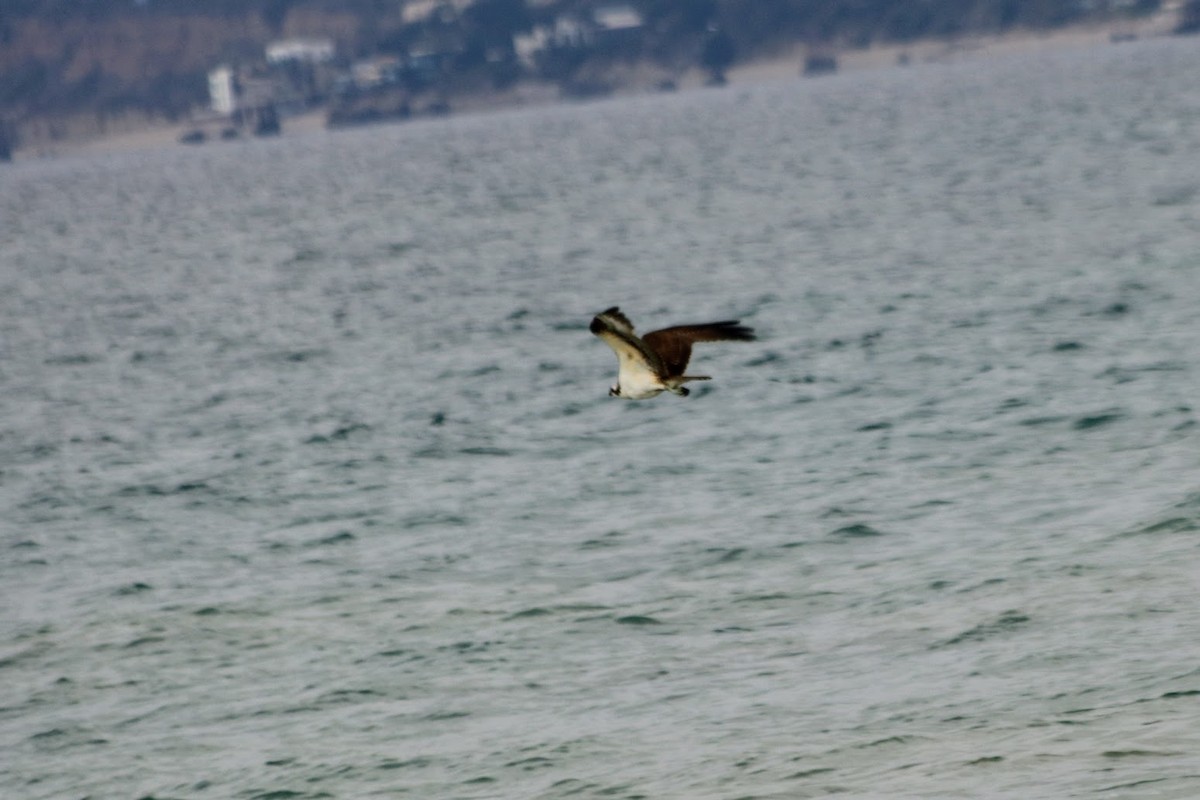 Osprey - ML646273951