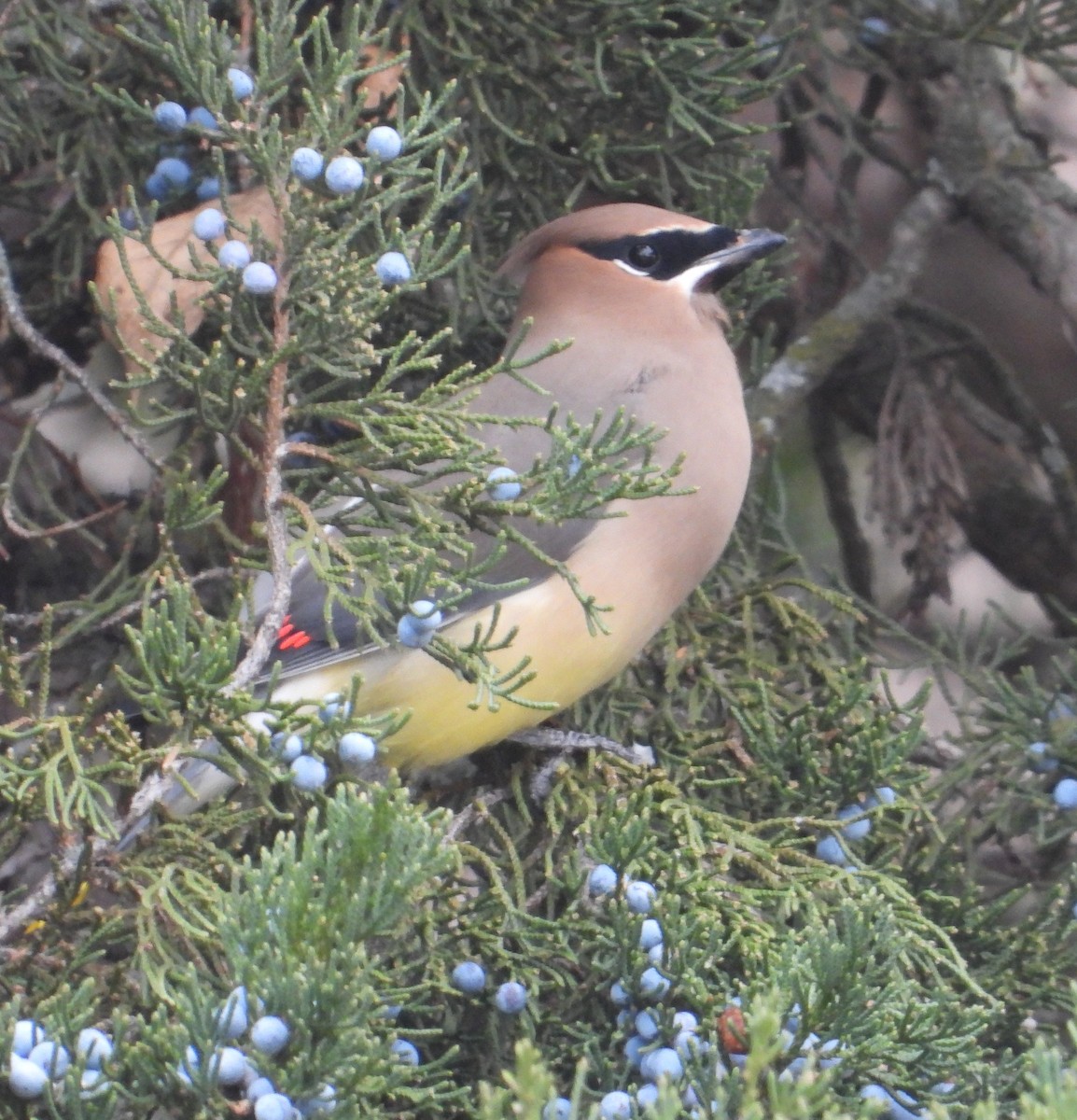Cedar Waxwing - ML646273953