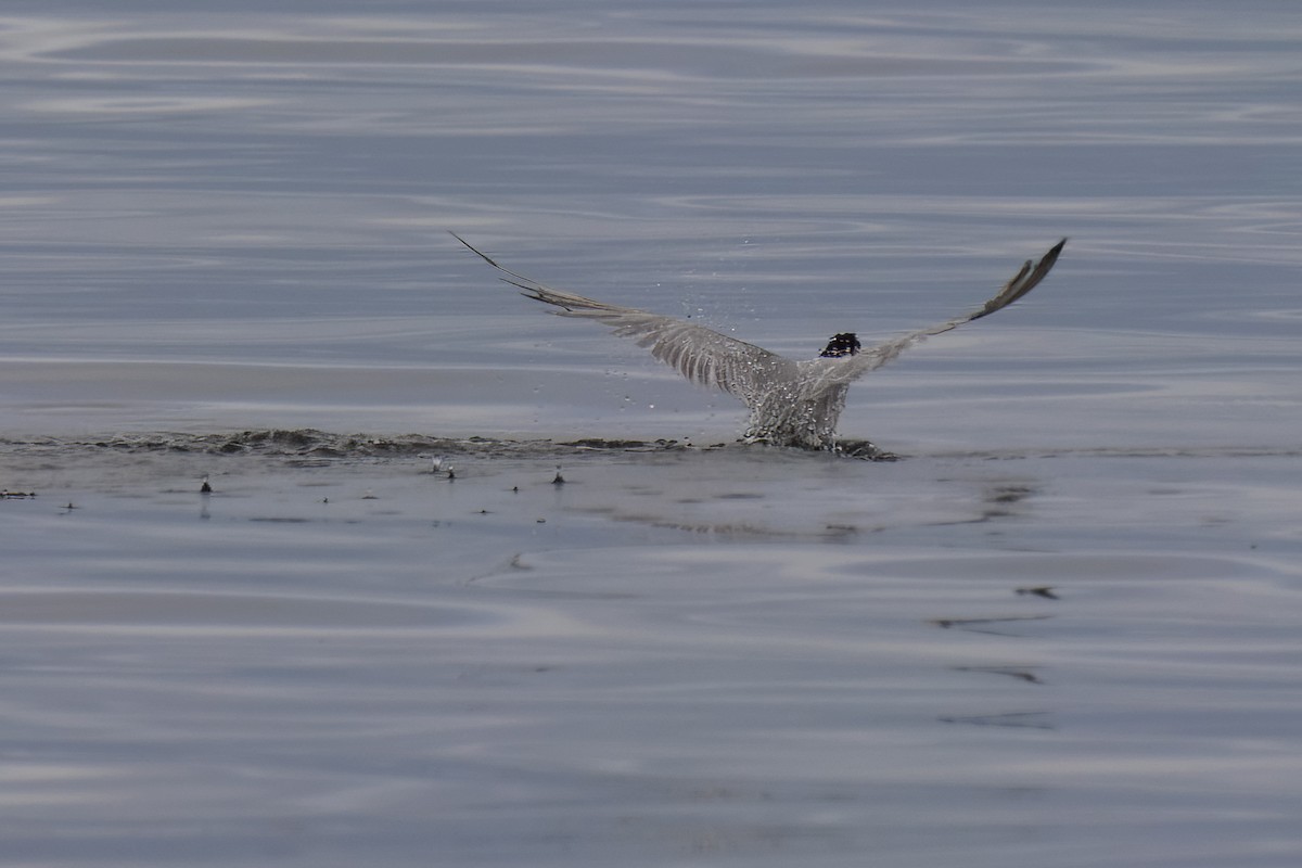 Common Tern - ML646273954