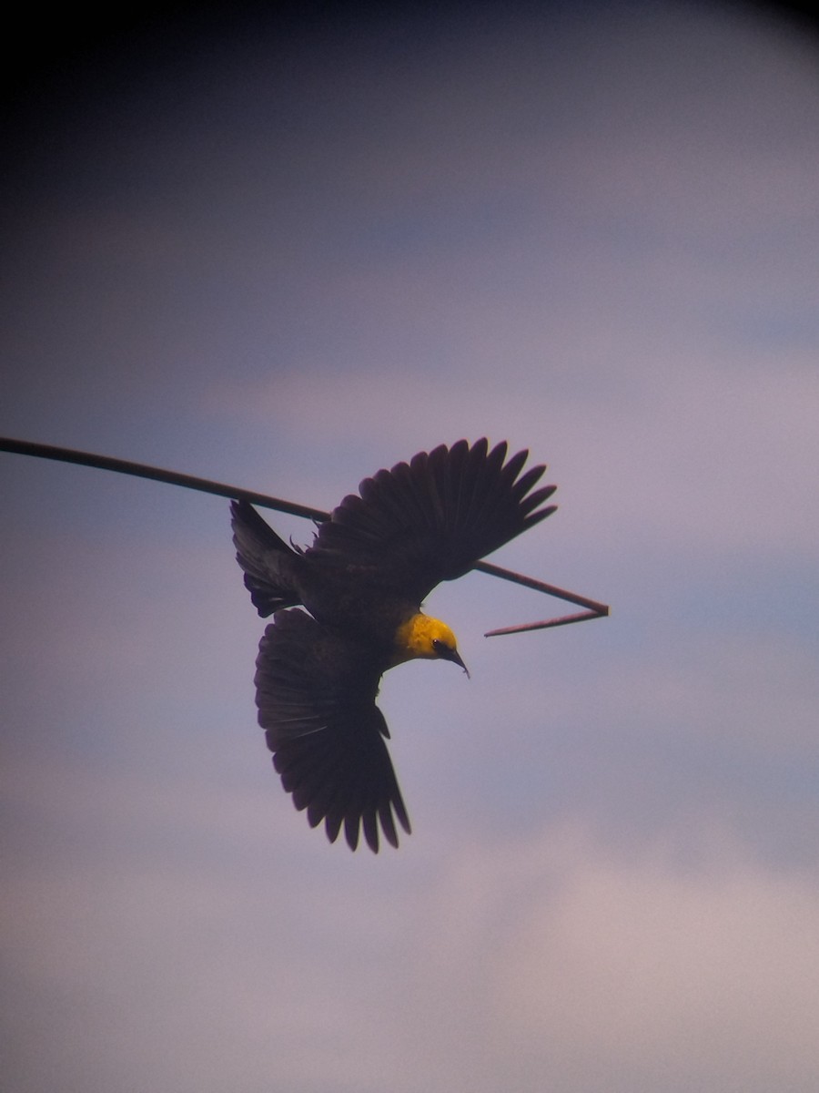 Yellow-hooded Blackbird - ML646273955