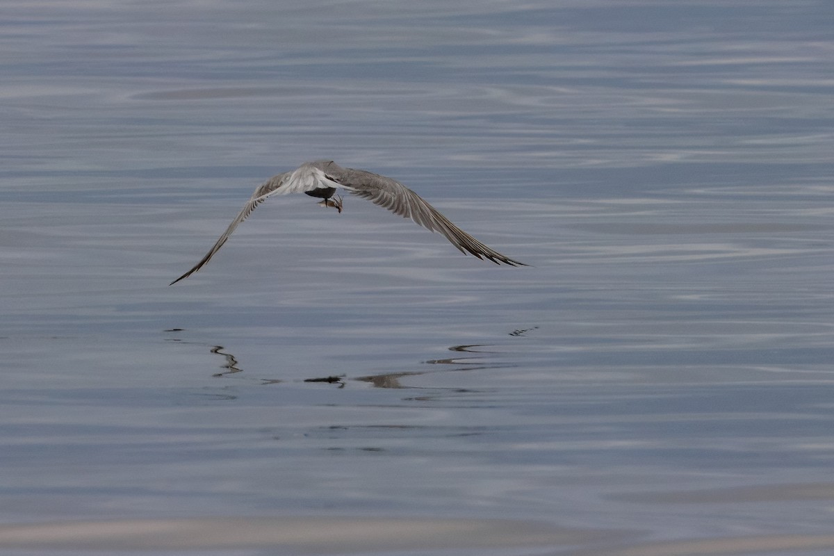 Common Tern - ML646273956