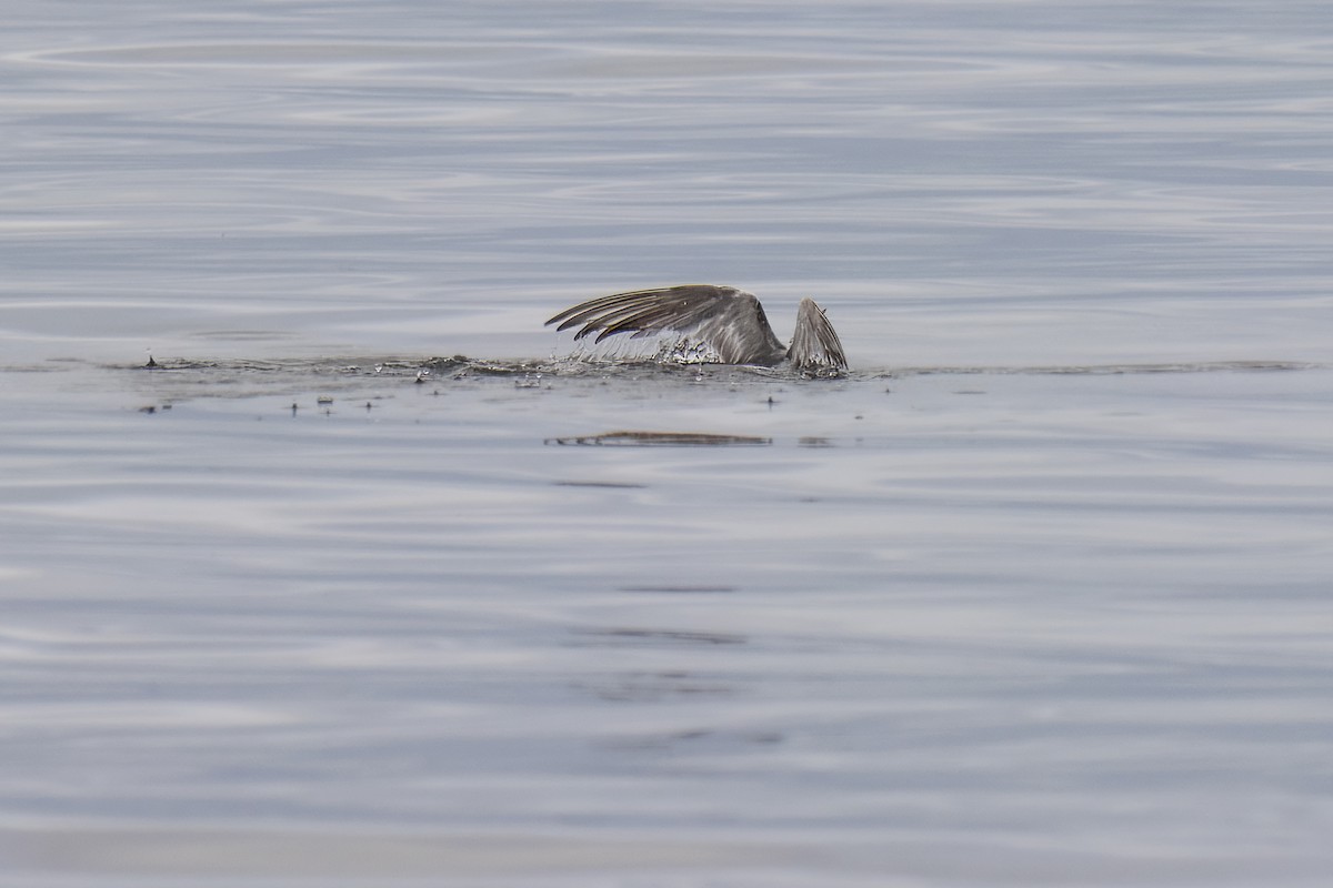 Common Tern - ML646273957