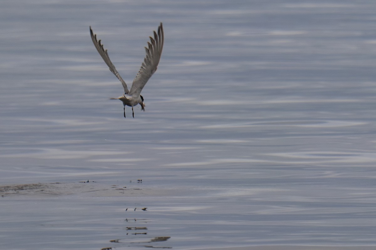 Common Tern - ML646273958