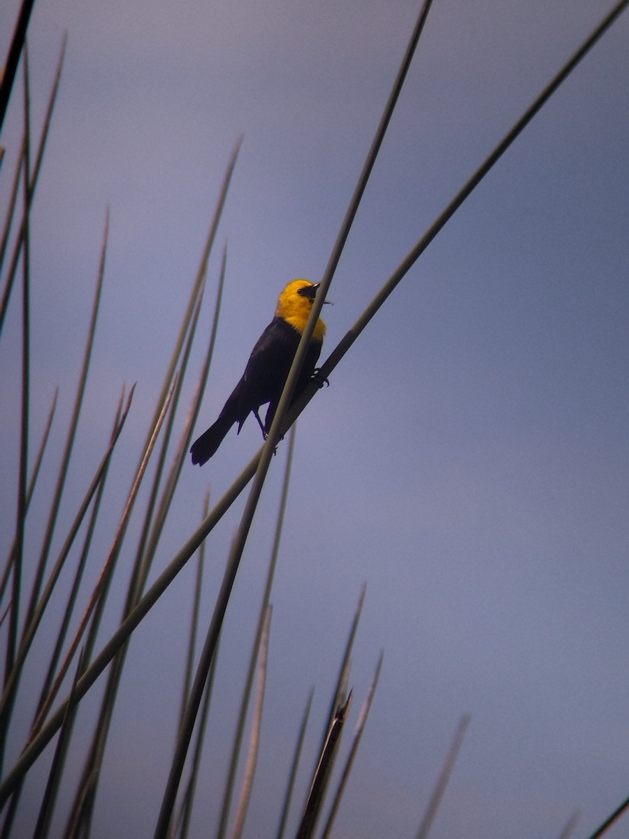 Yellow-hooded Blackbird - ML646273959