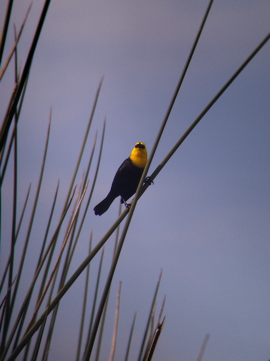 Yellow-hooded Blackbird - ML646273960