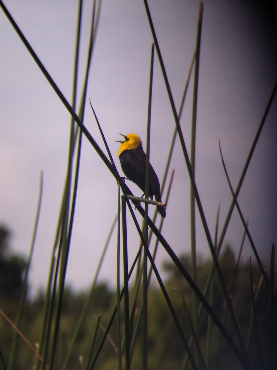 Yellow-hooded Blackbird - ML646273961