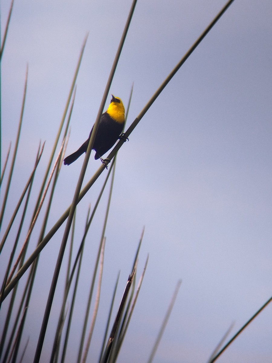 Yellow-hooded Blackbird - ML646273962